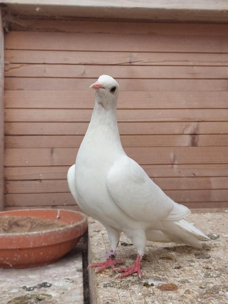 Queenie zoekt een goed tehuis, Dieren en Toebehoren, Vogels | Duiven, Overige soorten, Vrouwelijk