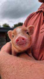Nog 1 micro varkentje beschikbaar!, Dieren en Toebehoren, Schapen, Geiten en Varkens, Meerdere dieren