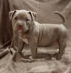 Amerikaanse Bully  pups  xl te koop, Dieren en Toebehoren, Honden | Bulldogs, Pinschers en Molossers, Bulldog, Meerdere, Meerdere dieren