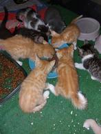 Jonge poesjes half main coone, Dieren en Toebehoren, Katten en Kittens | Overige Katten
