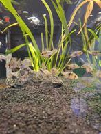 Ramrezi antennebaars, Dieren en Toebehoren, Vissen | Aquariumvissen, Vis