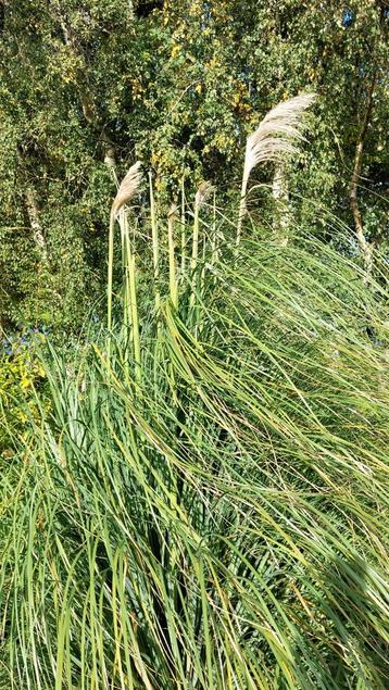 Grote volle pampasgras, pampas gras beschikbaar voor biedingen