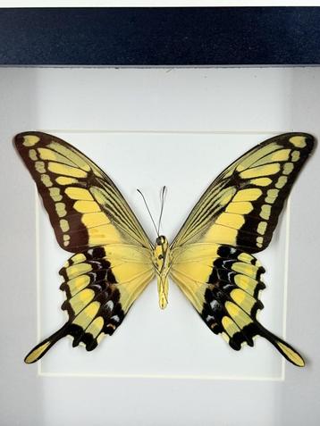 Koninginnenpage in lijst - Wildernis Atelier beschikbaar voor biedingen