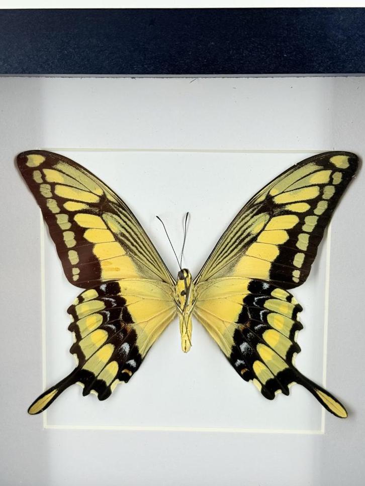 Koninginnenpage in lijst - Wildernis Atelier, Verzamelen, Dierenverzamelingen, Nieuw, Opgezet dier, Ophalen of Verzenden