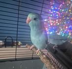 Jonge forpus, Dieren en Toebehoren, Meerdere dieren, Dwergpapegaai of Agapornis, Tam