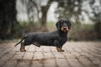 Dekreu standaard ruwhaar, Rabiës (hondsdolheid), Reu, 1 tot 2 jaar, Eén hond