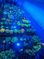 Koraal Koralen sps lps Buttons, Dieren en Toebehoren, Vissen | Aquariumvissen