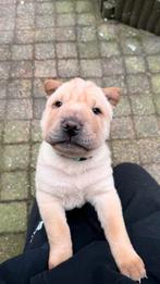 Sharpei pup, Parvo, 8 tot 15 weken, Eén hond, Nederland