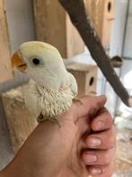 Jonge agapornissen in de kleuren: wit, blauw, grijs, groen., Dieren en Toebehoren, Geslacht onbekend, Dwergpapegaai of Agapornis
