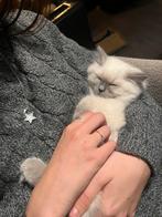Siamees seal point/Ragdoll blue lynx kittens, Dieren en Toebehoren, Katten en Kittens | Overige Katten, Meerdere dieren, Langharig
