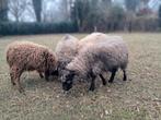 2 mooie (drachtige) stamboek Ouessant schapen, Dieren en Toebehoren, Vrouwelijk, Schaap