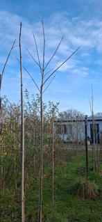 Tetradium daniellii, bijenboom, Ophalen, Volle zon, Overige soorten