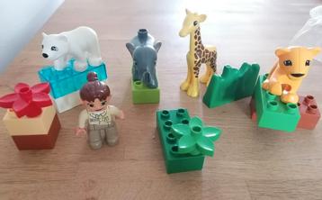 Duplo baby dieren beschikbaar voor biedingen