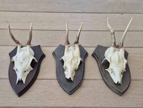 3 Mooie Ree Geweien Samen € 18 Jacht Mancave Veluwe No b29, Verzamelen, Dierenverzamelingen, Gewei of Kop, Hert, Ophalen of Verzenden