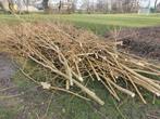 Gratis wilgentakken af te halen, Minder dan 3 m³, Ophalen, Overige houtsoorten, Takken