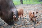 Biggen aangeboden van onze buitenvarkens!, Dieren en Toebehoren, Meerdere dieren, Varken, 0 tot 2 jaar