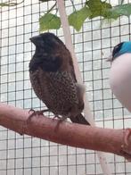 Jonge Japanse meeuwen, Dieren en Toebehoren, Vogels | Overige Vogels, Meerdere dieren