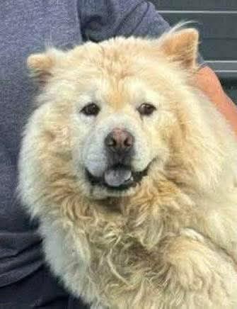Twee lieve chow chow s zoeken goudenmand., Dieren en Toebehoren, Honden | Niet-rashonden, Middel, Teef, Particulier, Meerdere