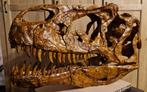 Dinosaurus schedel, Verzamelen, Dierenverzamelingen, Ophalen of Verzenden, Nieuw, Overige soorten, Schedel