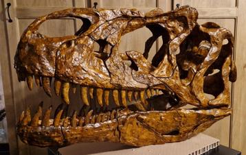 Dinosaurus schedel  beschikbaar voor biedingen
