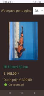 koi hi utsuri 60 cm, Karper of Koi