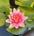 Gratis waterlelie, Tuin en Terras, Ophalen, Gebruikt