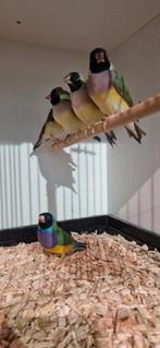 Gouldamadines split voor blauw 6 poppen 1 man, Dieren en Toebehoren, Meerdere dieren