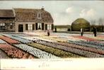 Schoten - Bloembollenveld Spaarnhove, Ophalen of Verzenden, Voor 1920, Ongelopen, Noord-Holland
