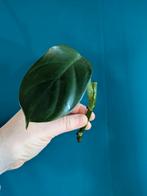 Philodendron Panduriforme stek. Zeldzame plant!, Ophalen of Verzenden, Halfschaduw, Minder dan 100 cm