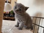 Britse korthaar kittens, Meerdere dieren, Ontwormd, 0 tot 2 jaar