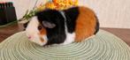 zwart rood wit US-Teddy cavia zeug, Dieren en Toebehoren, Knaagdieren, Augustus, Vrouwelijk, Cavia