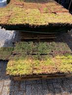 SEDUM GROEN kijk alle foto’s voor de vele mogelijkheden, Ophalen of Verzenden, Overige soorten, Volle zon