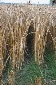 GEZOCHT: Winterrogge min. 25kg beschikbaar voor biedingen