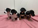 Prachtige Jack Russel pups! ❤️, Jack Russell Terriër, 8 tot 15 weken, Meerdere, Meerdere dieren