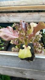 Sla Lollo Rosso groente planten, Ophalen, Volle zon, Groenteplanten, Eenjarig