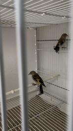 Parva putters, Dieren en Toebehoren, Vogels | Overige Vogels, Meerdere dieren, Wildzangvogel, Geringd