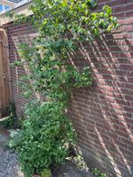 Nr 1 Bomen en struiken af te halen, zelf verwijderen, Tuin en Terras, Planten | Bomen, Ophalen, Volle zon, Overige soorten