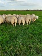 ooilammeren en dekrammen, Dieren en Toebehoren, Schapen, Geiten en Varkens, Meerdere dieren, Schaap, 0 tot 2 jaar