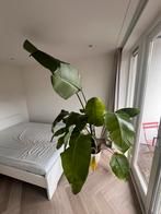 Grote sterke Strelitzia plant | tall strong Strelitzia, Huis en Inrichting, Kamerplanten, Ophalen, In pot, Halfschaduw, Minder dan 100 cm