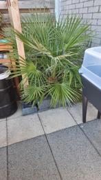 Palm, Ophalen, Bloeit niet, Overige soorten, Volle zon