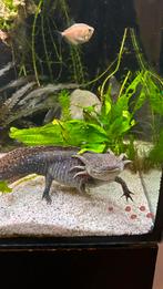 Axolotl vrouw volwassen, Dieren en Toebehoren, Vis
