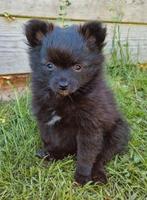 Prachtige Pomeriaan x Chihuahua pup!🥰 Mag verhuizen!🏡, Dieren en Toebehoren, Honden | Chihuahua's en Gezelschapshonden, Overige rassen