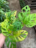 Monstera adansonii Aurea Variegata - Bijzonder!, Huis en Inrichting, Kamerplanten, Ophalen of Verzenden