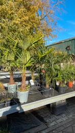 Fortunei palmen €55 en €100 winterhard tot min18!, Tuin en Terras, Planten | Bomen, 100 tot 250 cm, Zomer, Palmboom, Ophalen