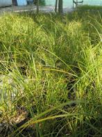 Carex testacea prairie fire, siergrassen, Volle zon, Vaste plant, Siergrassen, Ophalen of Verzenden