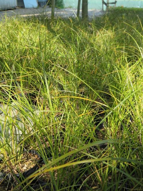 Carex testacea prairie fire, siergrassen, Tuin en Terras, Planten | Tuinplanten, Vaste plant, Siergrassen, Volle zon, Zomer, Ophalen of Verzenden