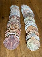 Sint Jacobsschelpen - 35 stuks - 12-15 cm - Knutselen, Ophalen of Verzenden, Nieuw, Materiaal