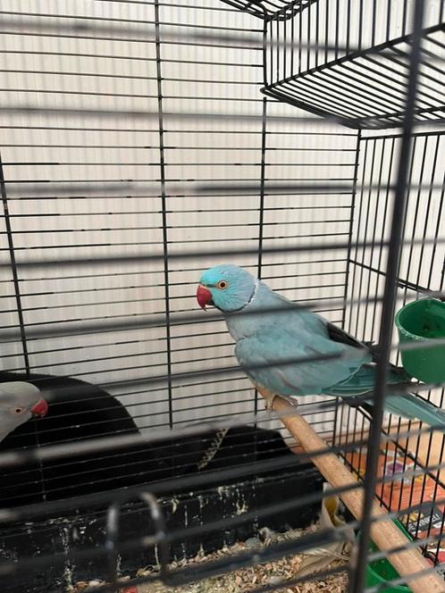 halsbandparkiet man, Dieren en Toebehoren, Vogels | Parkieten en Papegaaien, Parkiet, Mannelijk, Tam