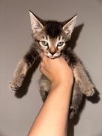Prachtige kittens mogen het nest verlaten, Dieren en Toebehoren, Katten en Kittens | Overige Katten, Meerdere dieren, Kortharig