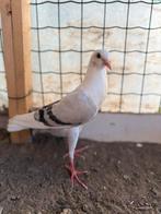 Duif, Dieren en Toebehoren, Vogels | Duiven
